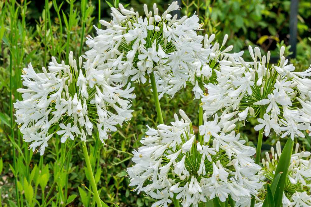 Skærmlilje 'Africanus Albus'